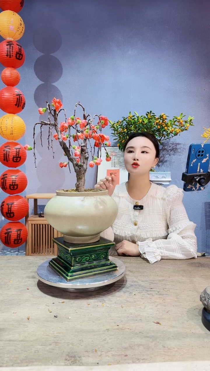 【闪购商品】盆景海棠 长寿冠