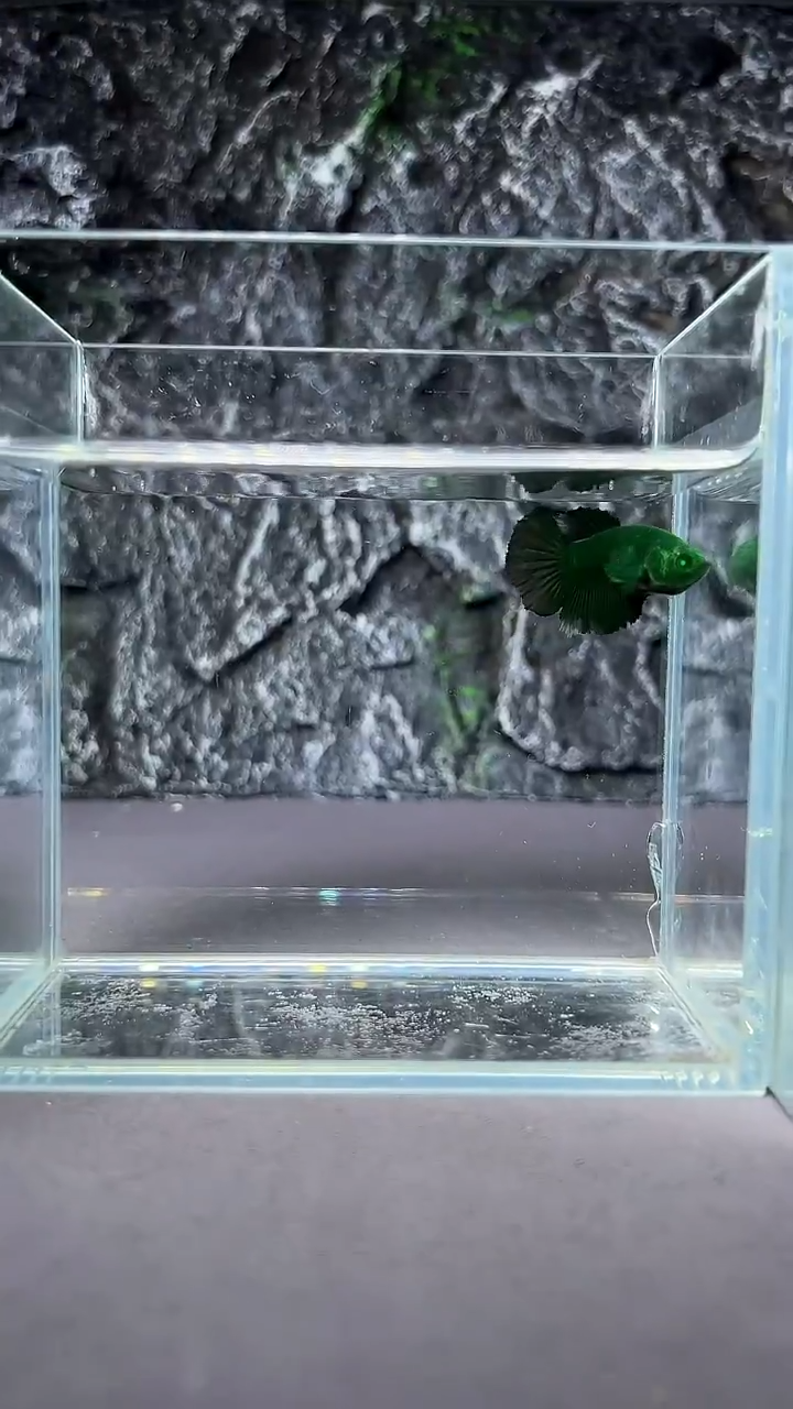 斗鱼竞拍链接A040