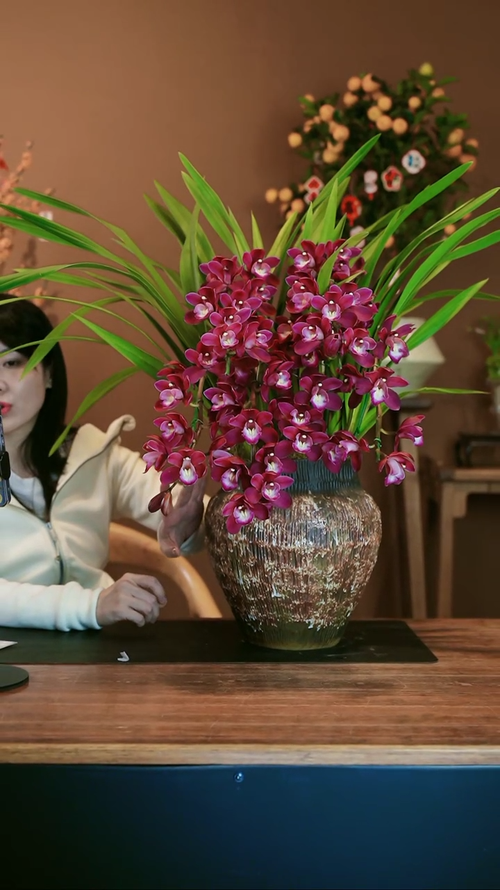 【闪购商品】盆景小紫拱兰