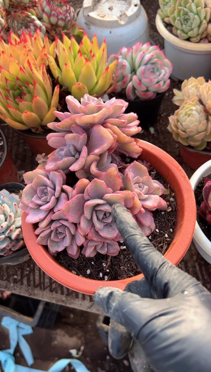 郭*多肉植物一物一拍09257