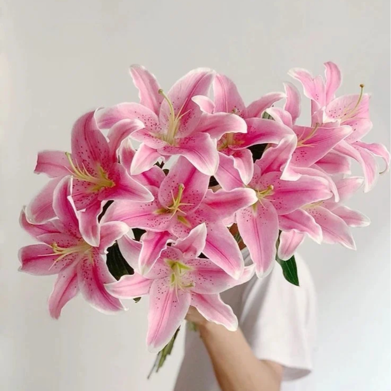 【粉色· 香水百合】基地鲜花 云南基地直发 两单升级冷链快递发货