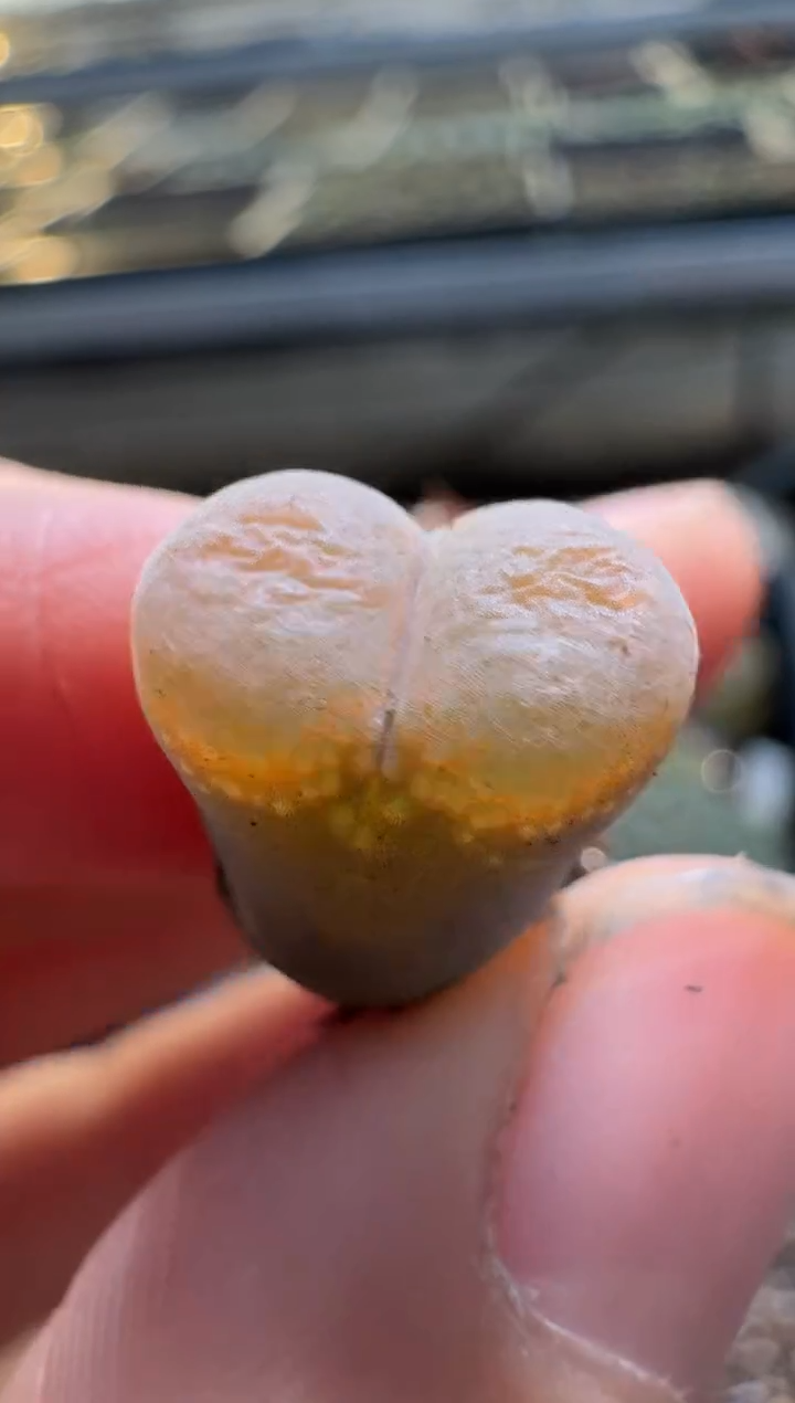 【闪购商品】2/4-362