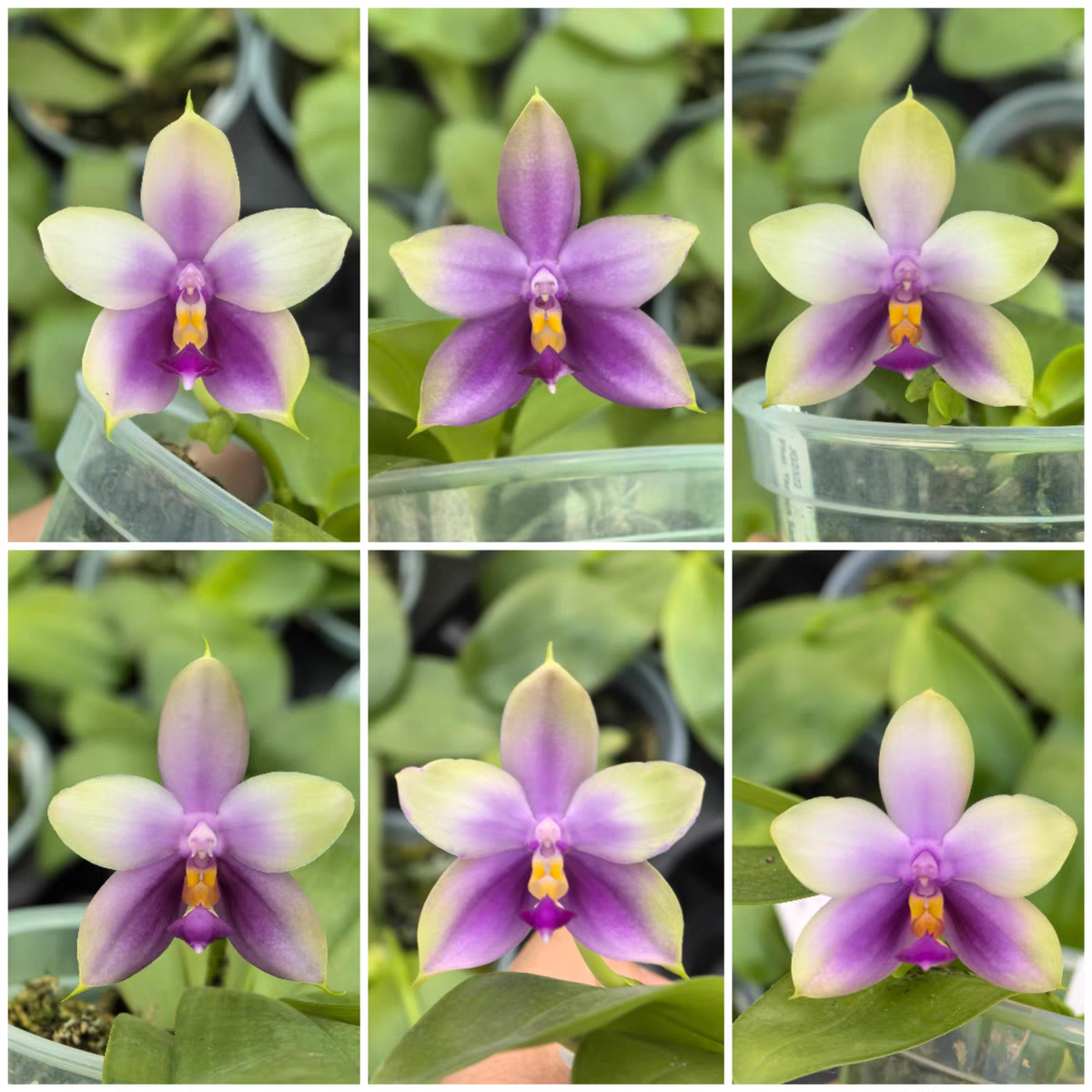 花农杰哥原生种蝴蝶兰 JG2322沙美娜宝石