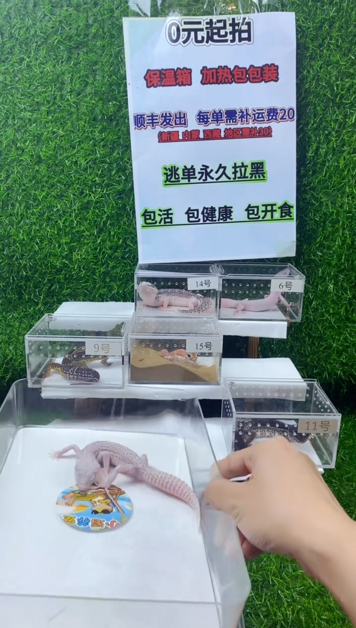 豹纹守宫豹纹守宫幼苗亚成体成体肥尾