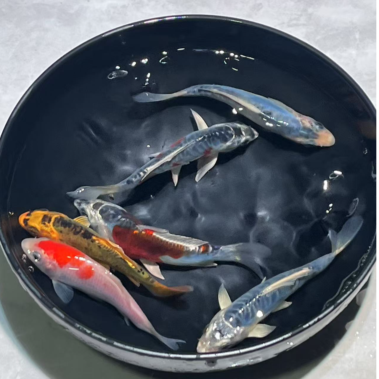 201-300号锦鲤、玛雅色蝴蝶鲤无鱼鳞、金鱼观赏鱼活体宠物鱼