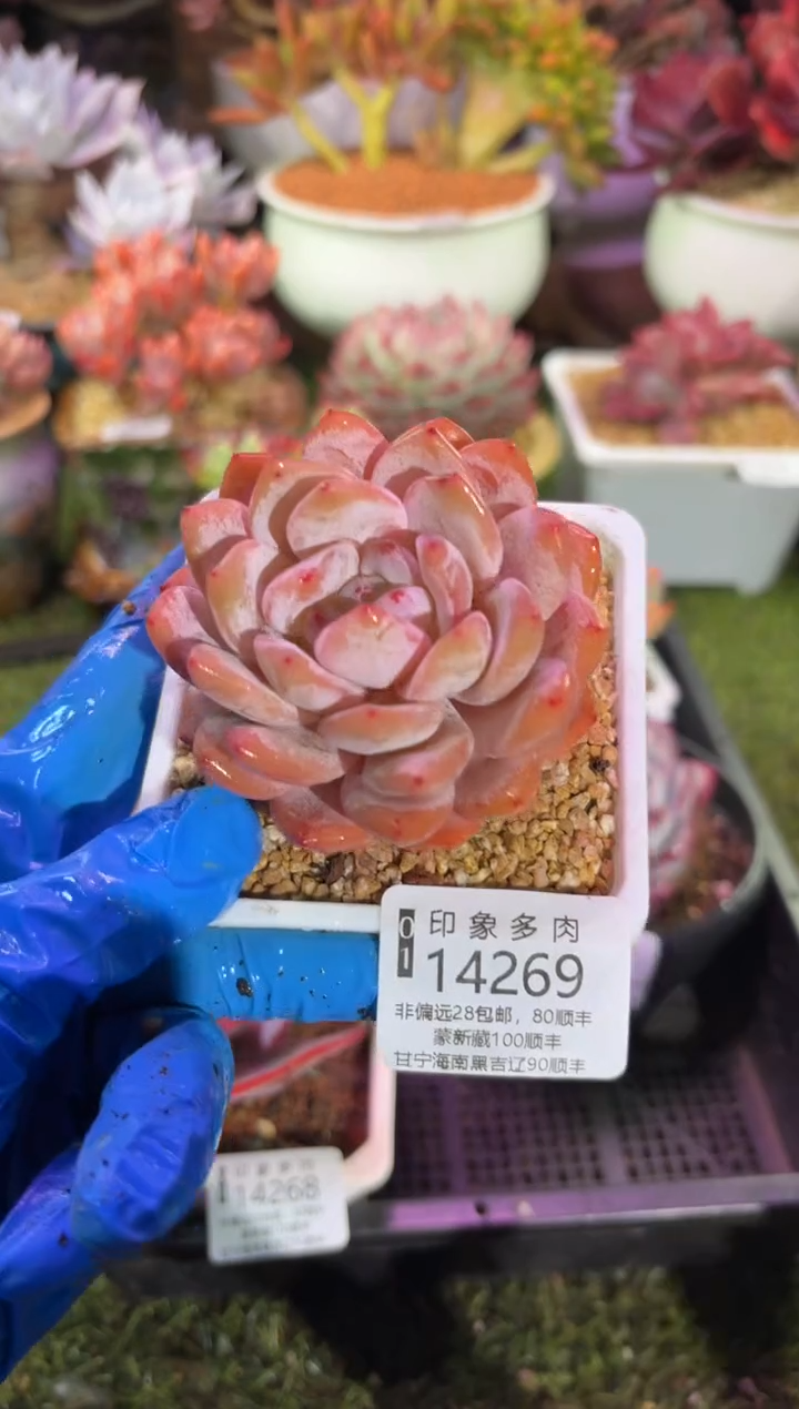 【闪购商品】14269