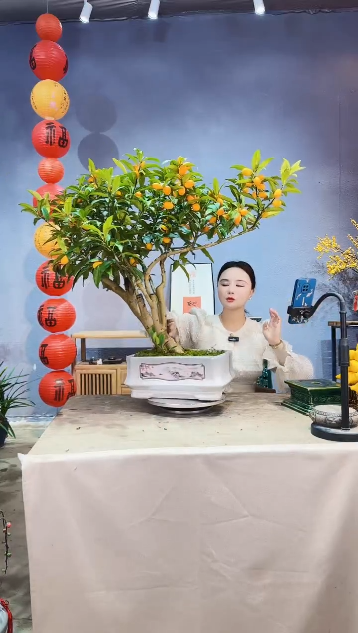 【闪购商品】盆景脆皮金桔