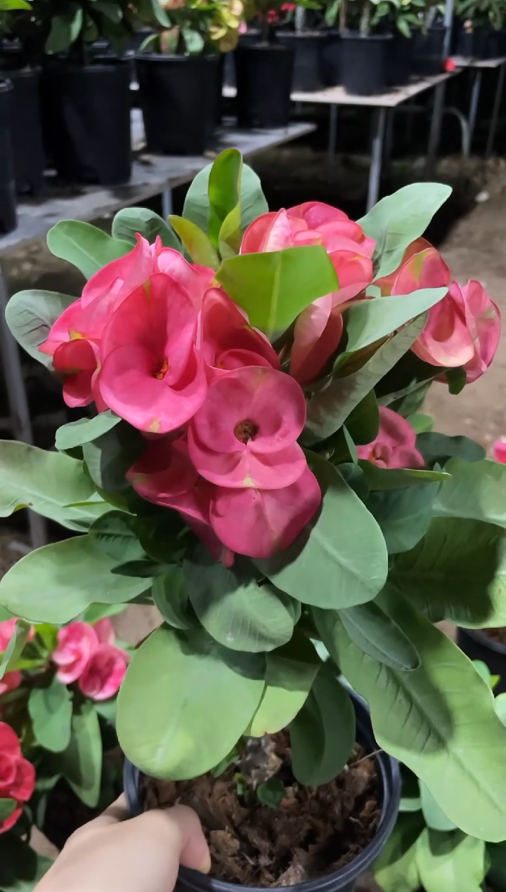 全部花朵莲华世界多测老桩