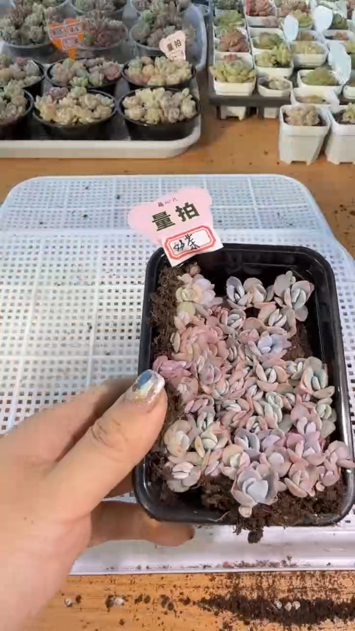 奶茶 切糕1盒 量拍多肉植物