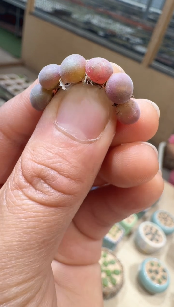 12-37多肉植物肉锥空蝉一颗