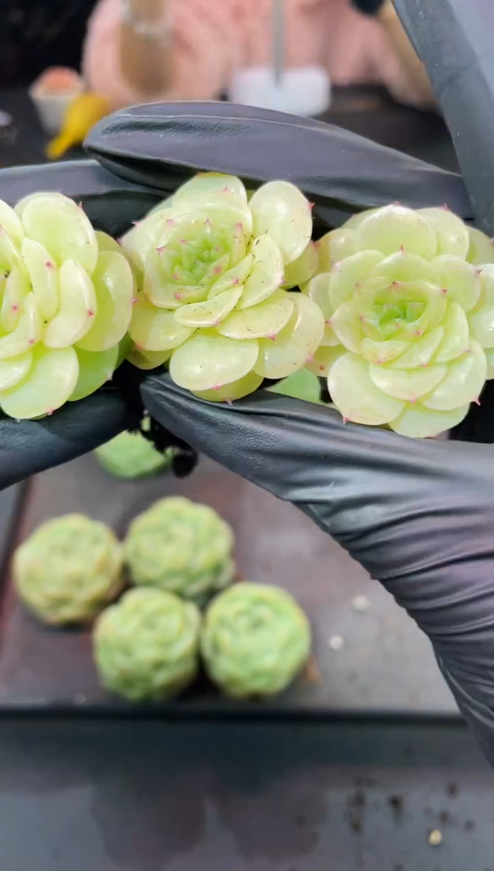 闪购977 冰体山茶花多肉一颗 3.5-4厘米