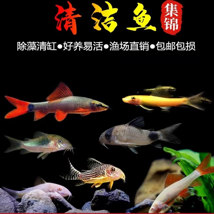 彩虹鲨粉红鲨金苔鼠热带观赏鱼鱼缸清洁清缸三剑客
