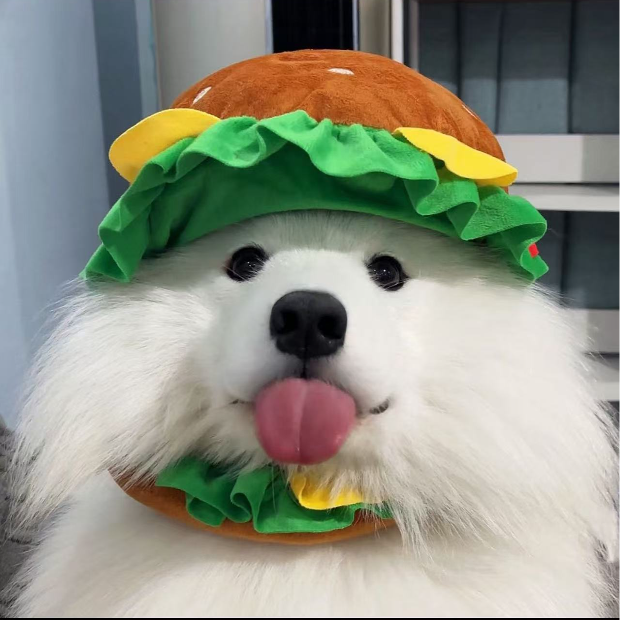 娜娜家的•萨摩耶宠物活体狗狗链接