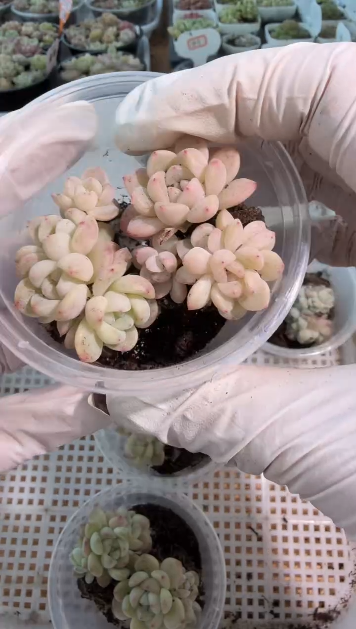 T秃/4-5头2颗量拍混发