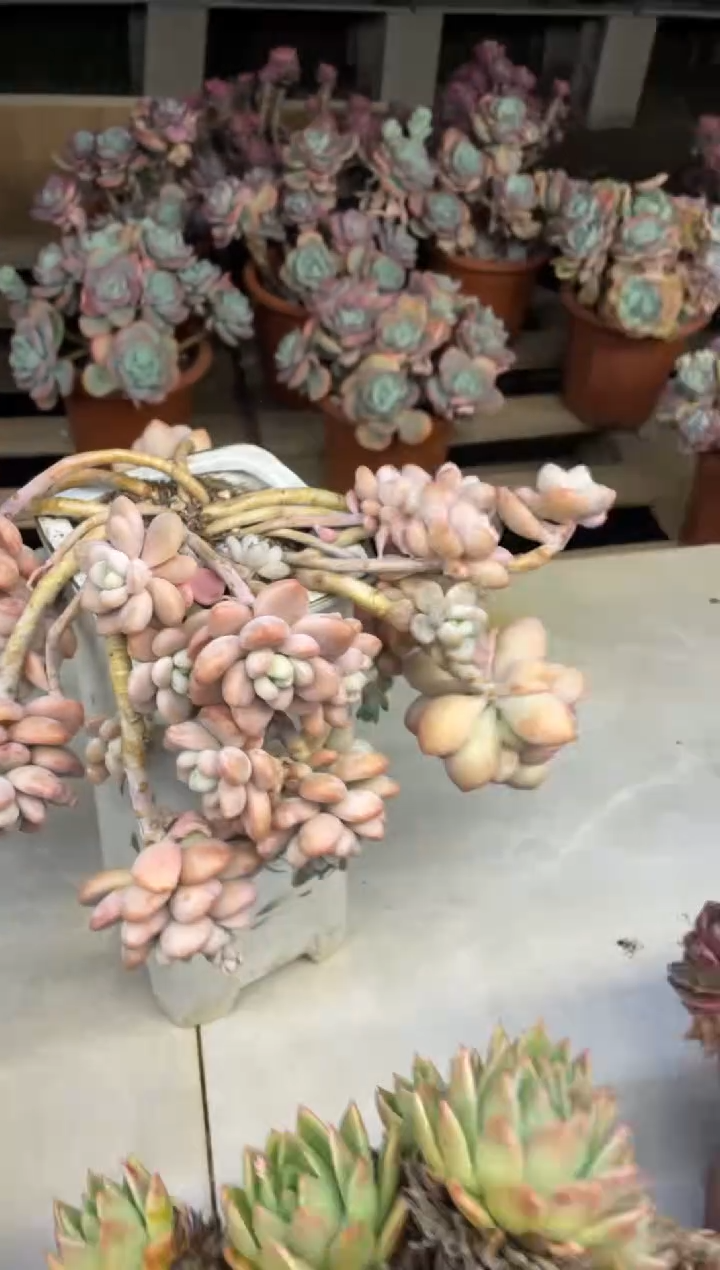 【闪购商品】153洛神