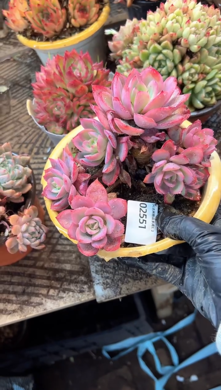 过*?多肉植物一物一拍02551