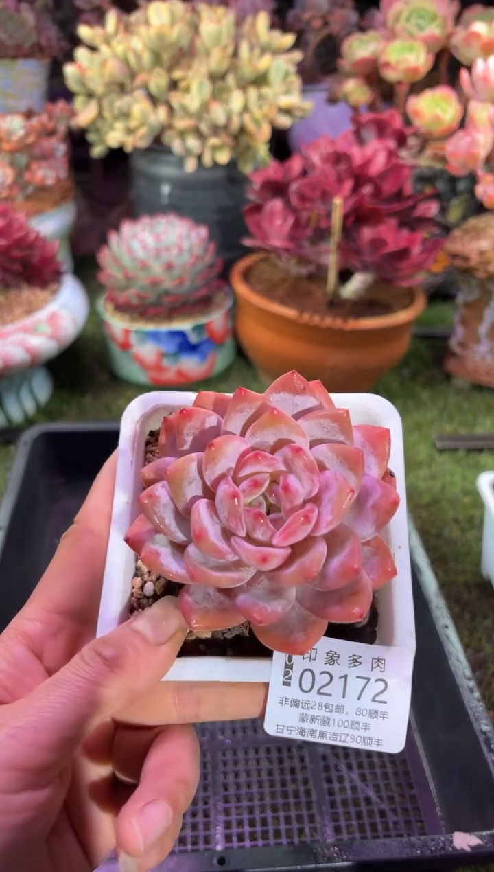 【闪购商品】02172