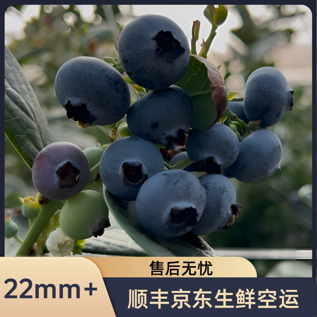 4S级巨无霸云南高山脆甜正宗25花香蓝莓现采现发包邮【20mm+、24mm】