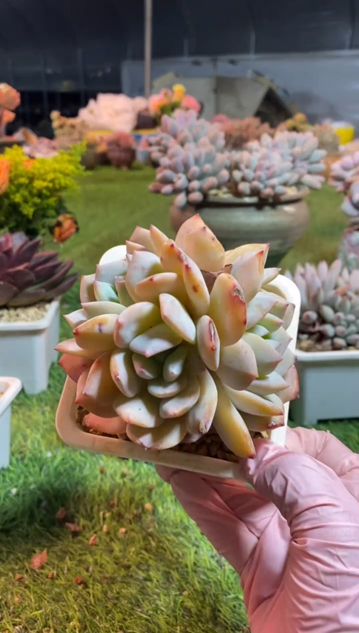 【闪购商品】0233a