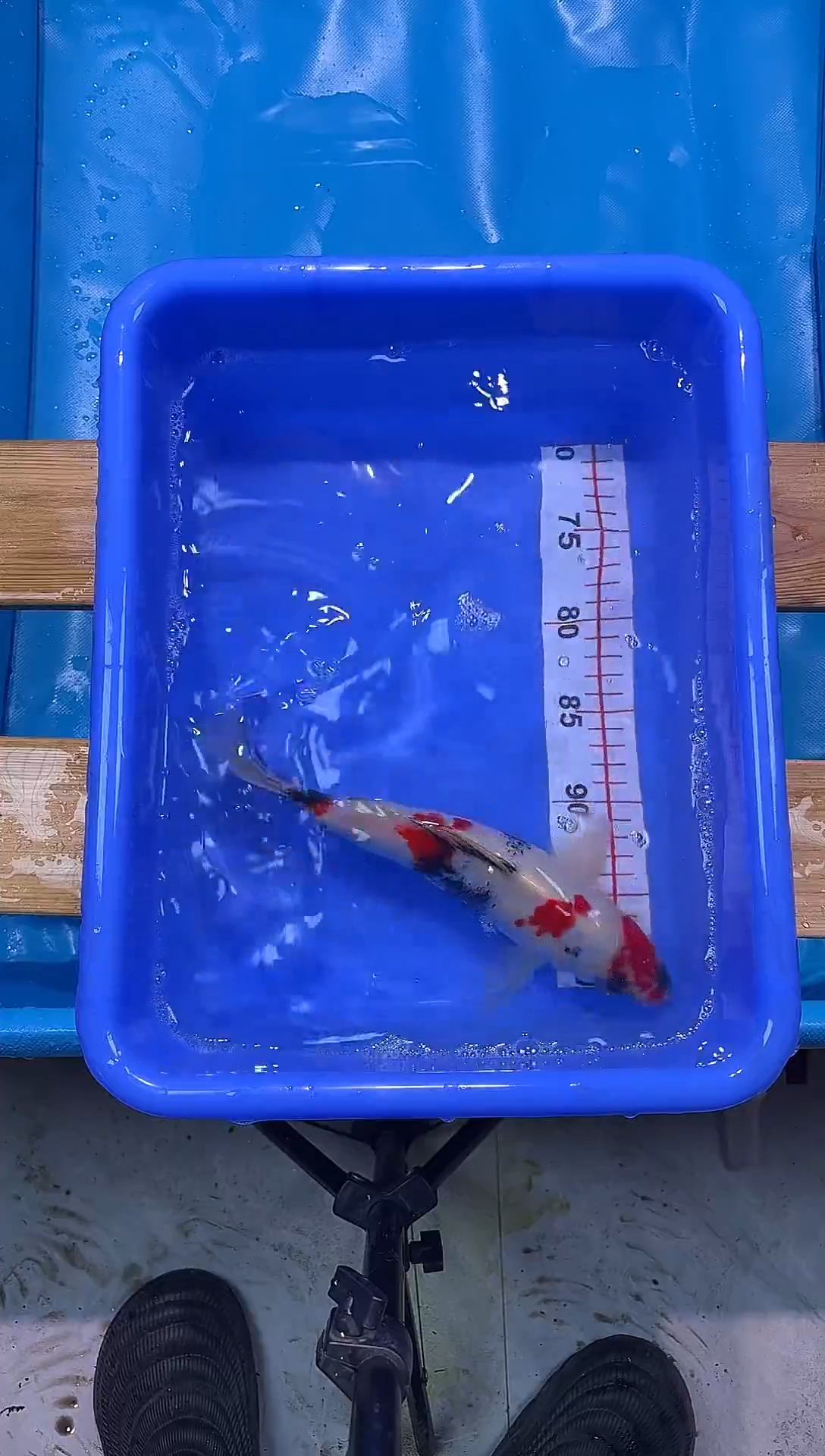 锦鲤锦鲤观赏鱼编码05