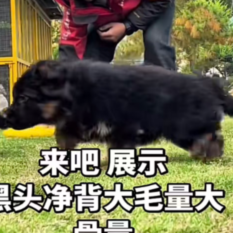 【以德养牧】精品德牧活体麒麟小公仔