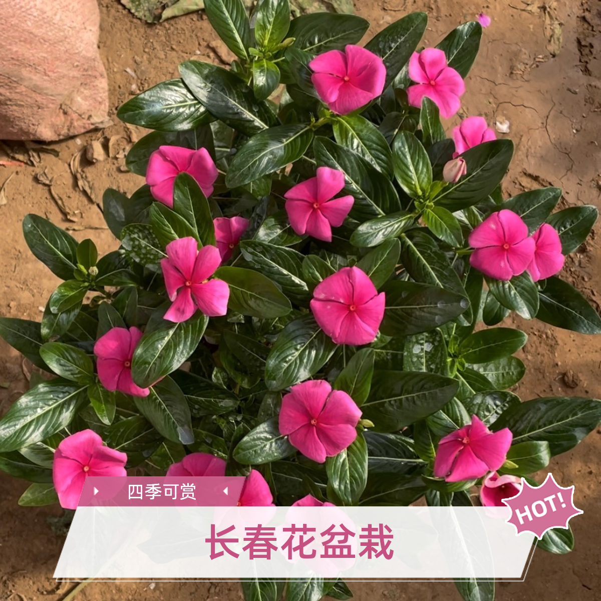 木本长春花盆栽四季梅耐热耐晒庭院阳台观赏花卉