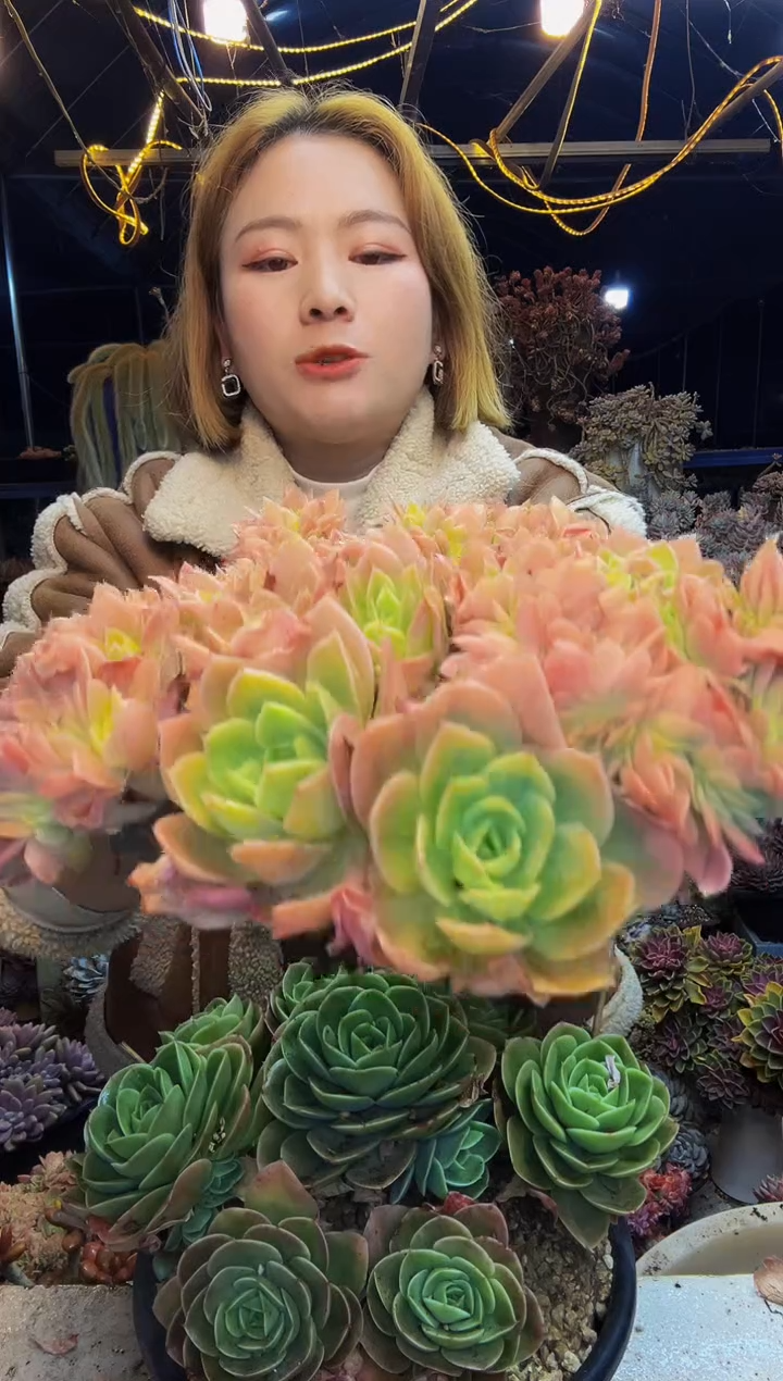 商****坊星娜塔杂缀一物一拍商城