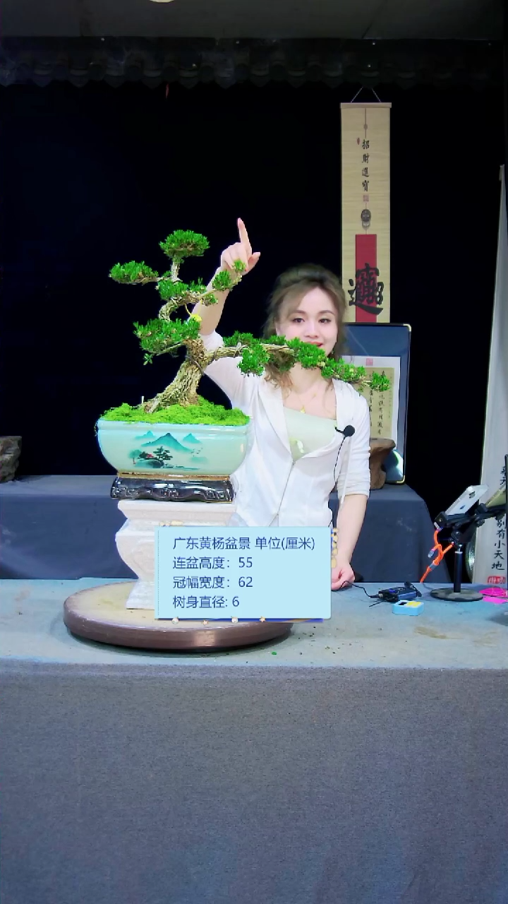 【闪购商品】雀舌黄杨盆景雀舌黄杨盆景