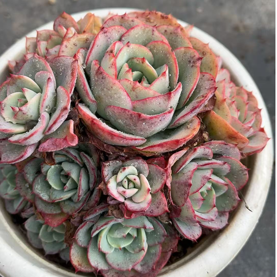 黄桃捧捧 多肉满18包邮