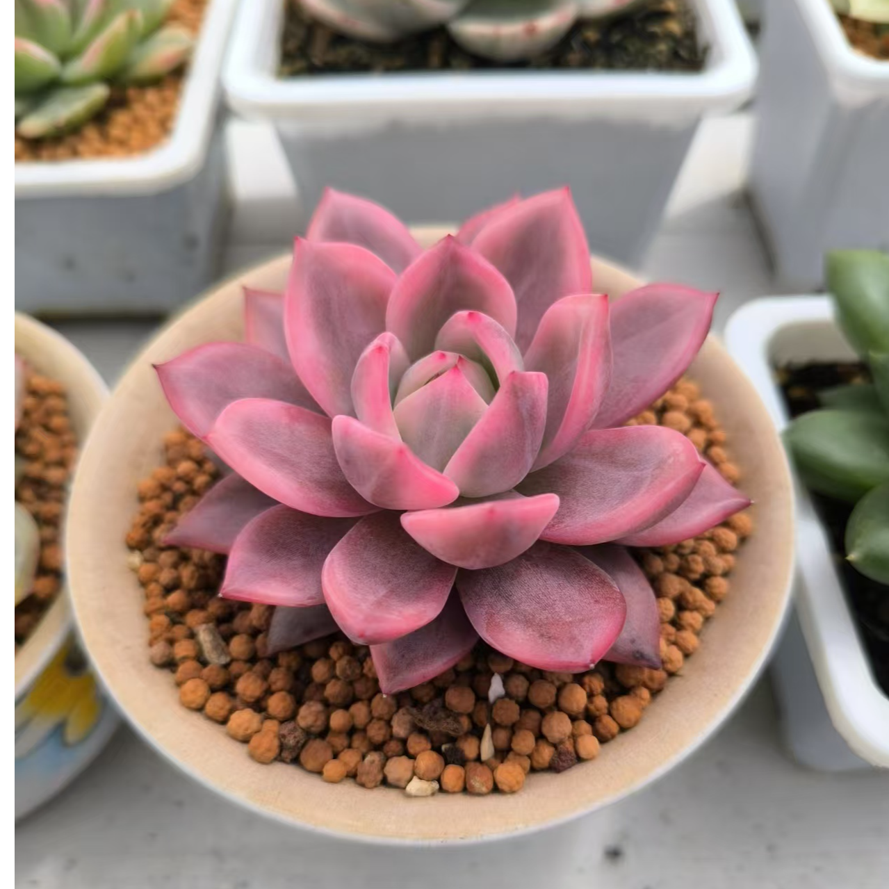 Y青岛植迷框拍6号链接