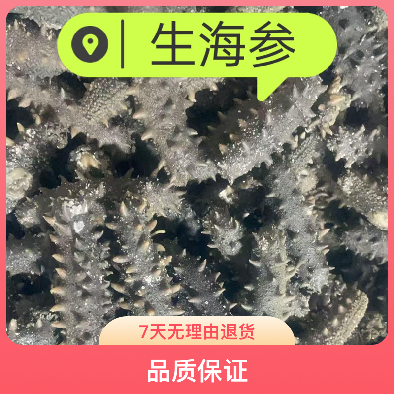 【拉缸盐/半干】大连围堰大火候30~40头/斤，活参3个头养殖户直供