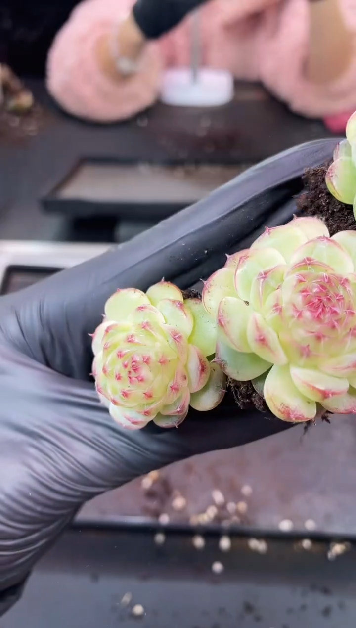 闪购1060  夜夜心多肉一颗   3.5-4厘米