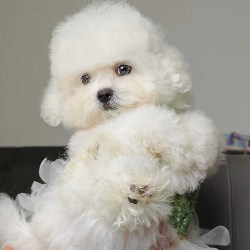 [雪诺家庭萌宠]狗狗幼犬活体链接西高地雪纳瑞萨摩耶田园犬