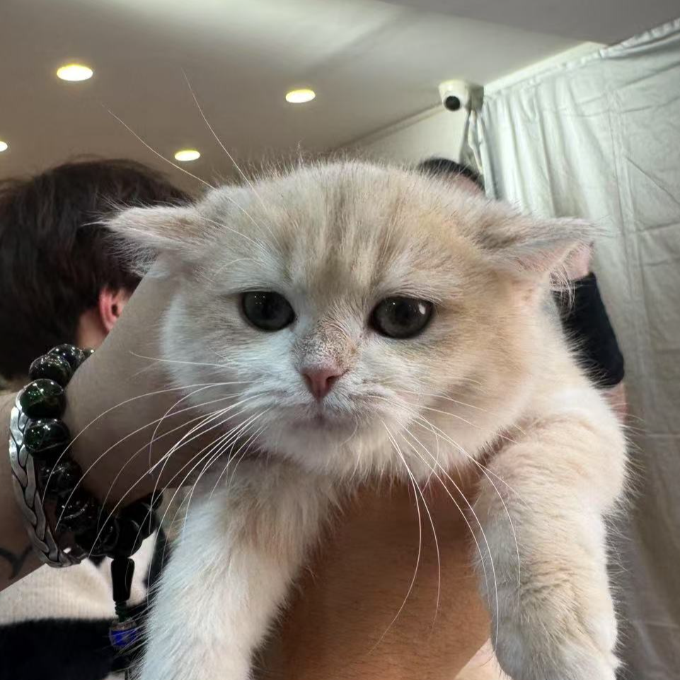 来了姊妹-蓝金英短猫 妹妹41