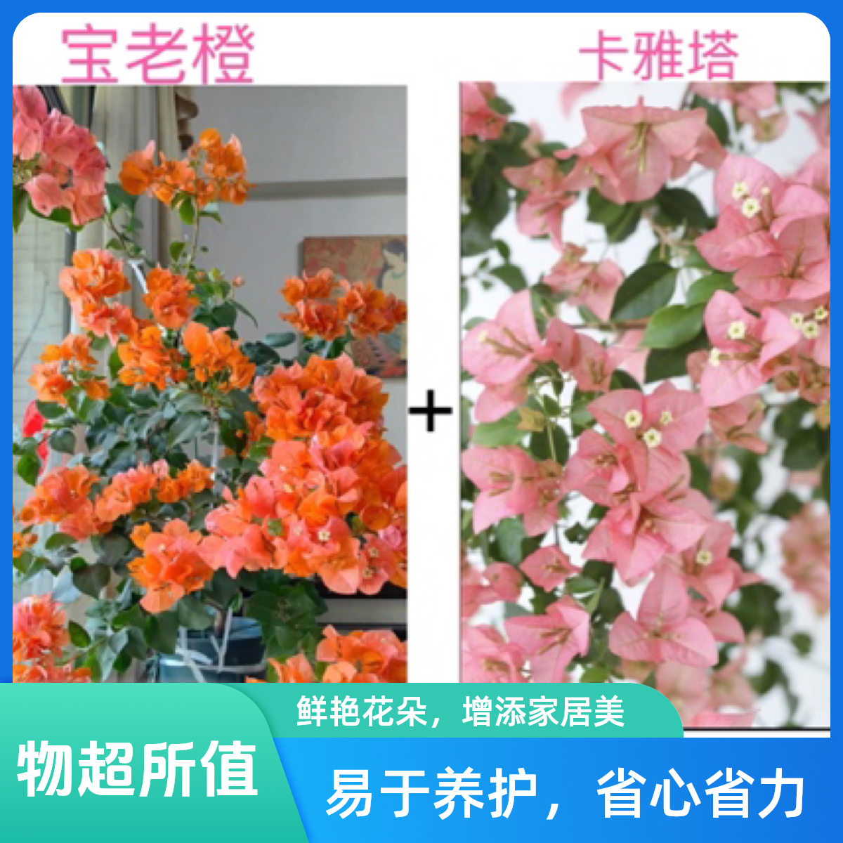 （宝老橙+卡亚塔）勤花品种到手2颗三角梅基地直邮不带花不带盆