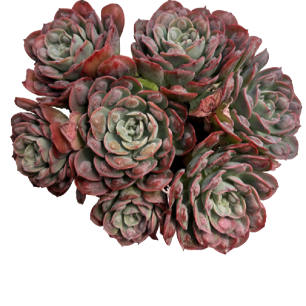 多头雨滴好看好养 多肉植物室内带土上盆种植小苗