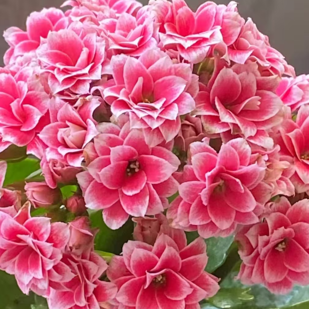 圣诞之夜 带花苞四季开花室内好养长寿花盆栽