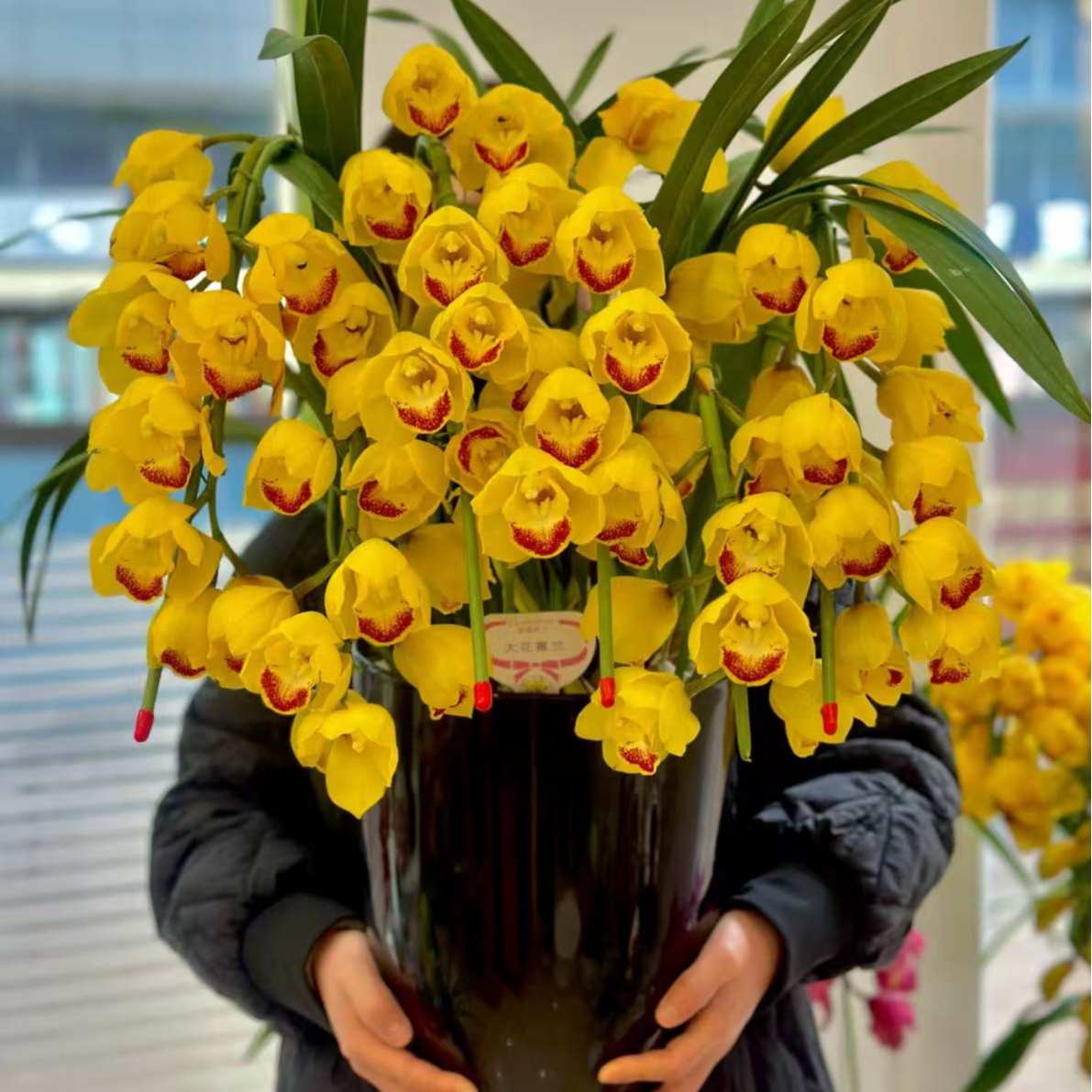 【黄金岁月】 直兰 带花剑大花蕙兰高端名贵兰花盆栽南北方好养