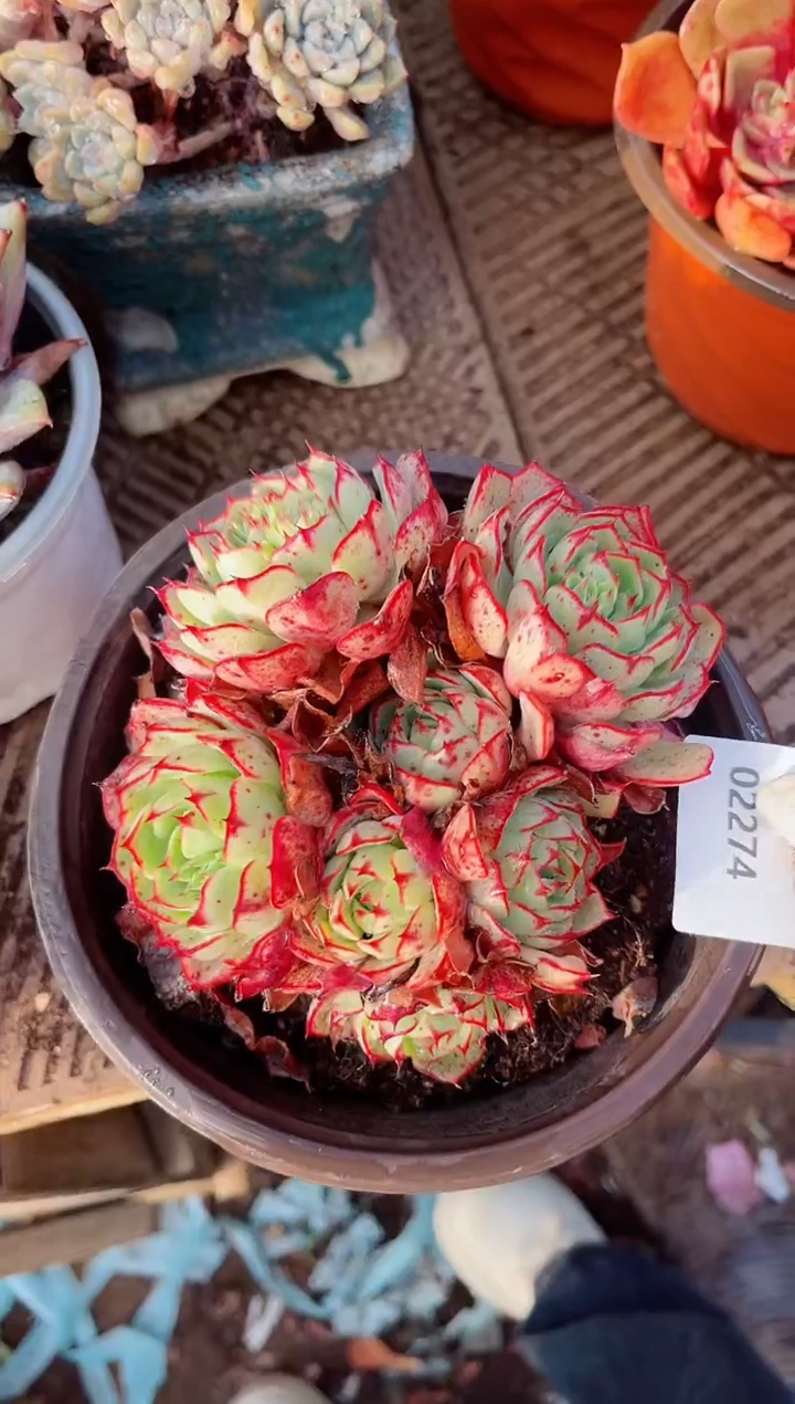 【闪购商品】02274