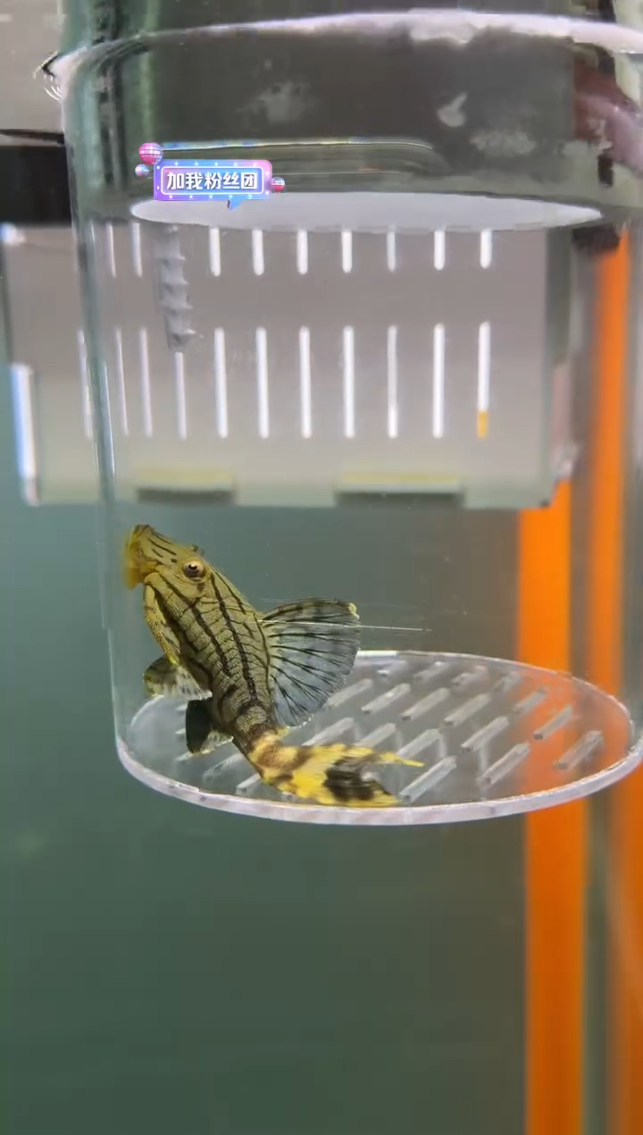 清道夫鱼115号191入缸不包损录制完整开箱视频9厘米