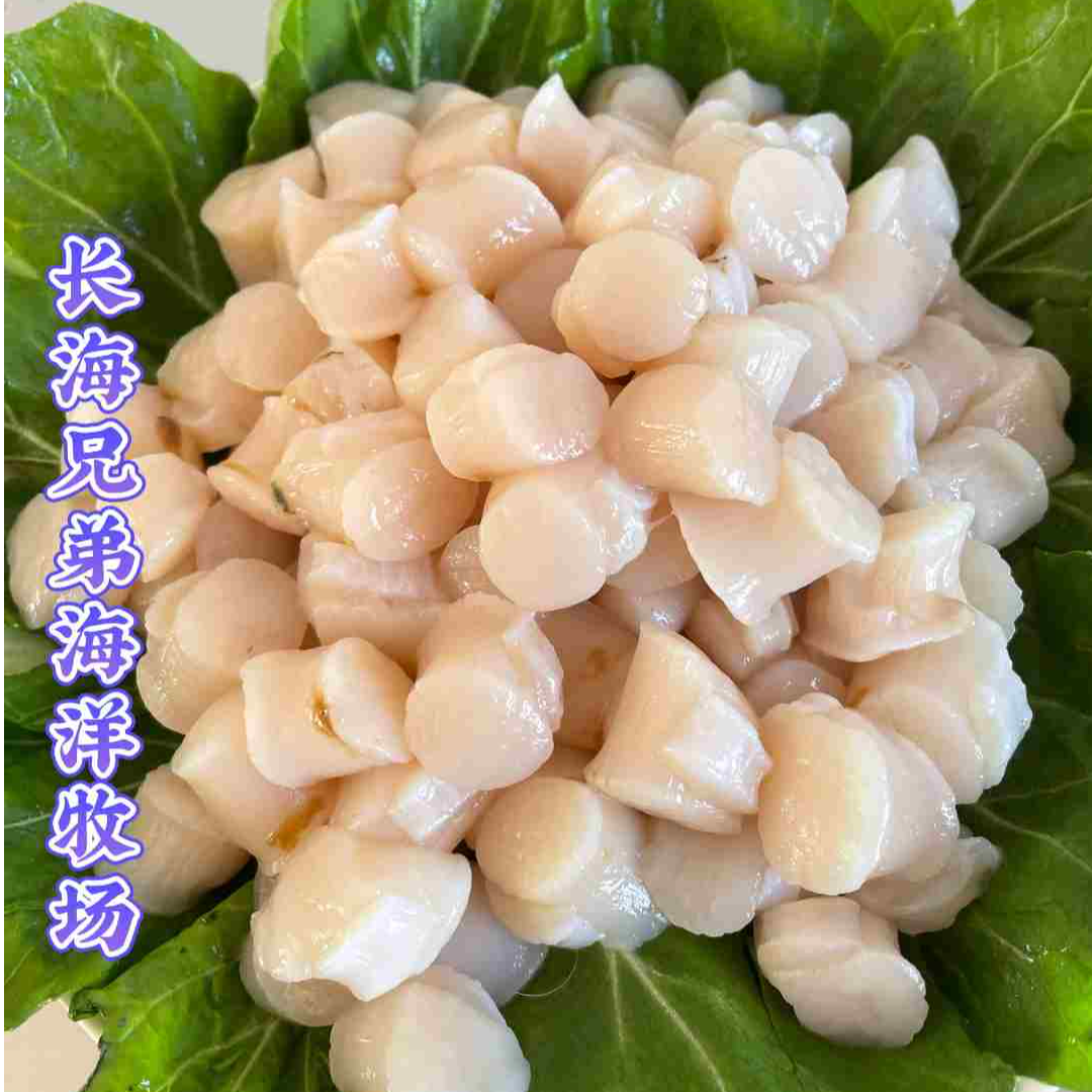 《广鹿岛》鲜栉孔贝丁（原浆）活体现扣顺丰包邮速冻发货