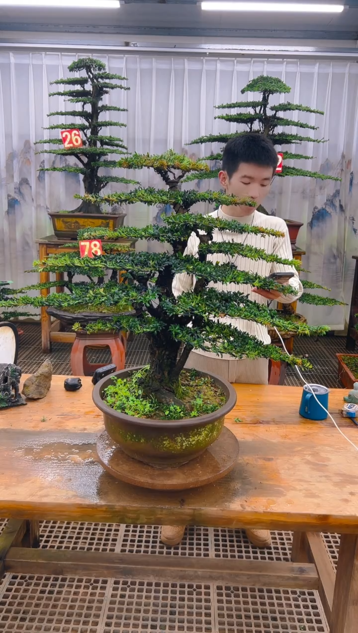 无花朵精品盆景直播间一物一拍