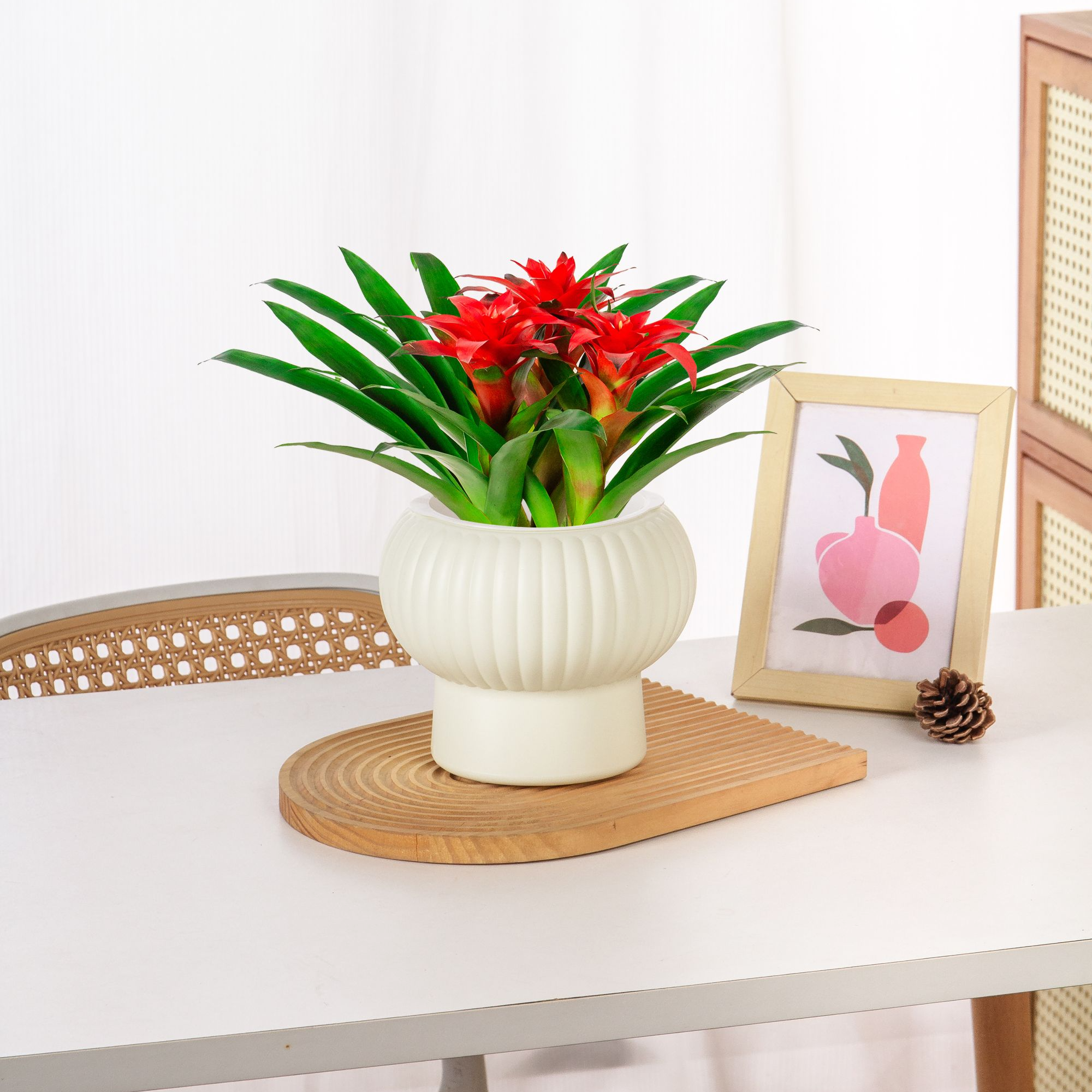 W三颗小红星鸿运当头盆景室内植物红花卉盆栽绿植阳台办公客厅