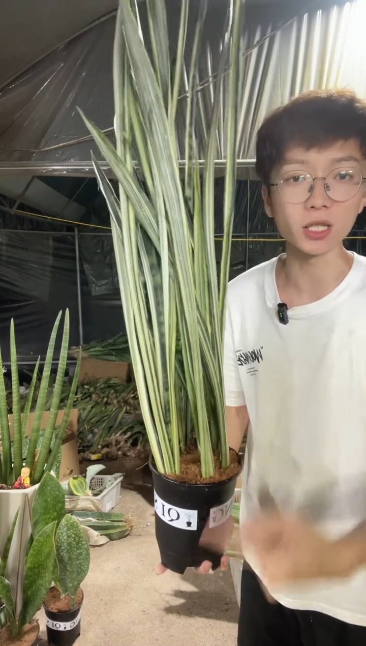 银玉剑兰带盆土37.8