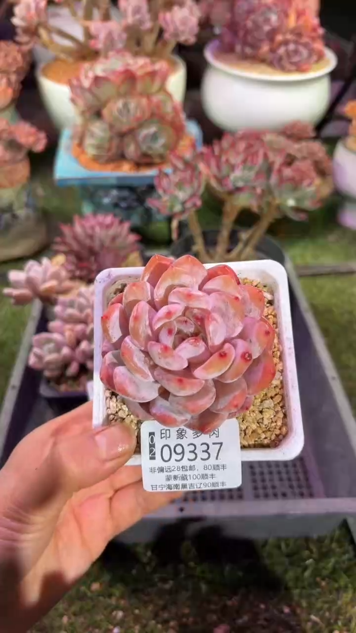 【闪购商品】09337