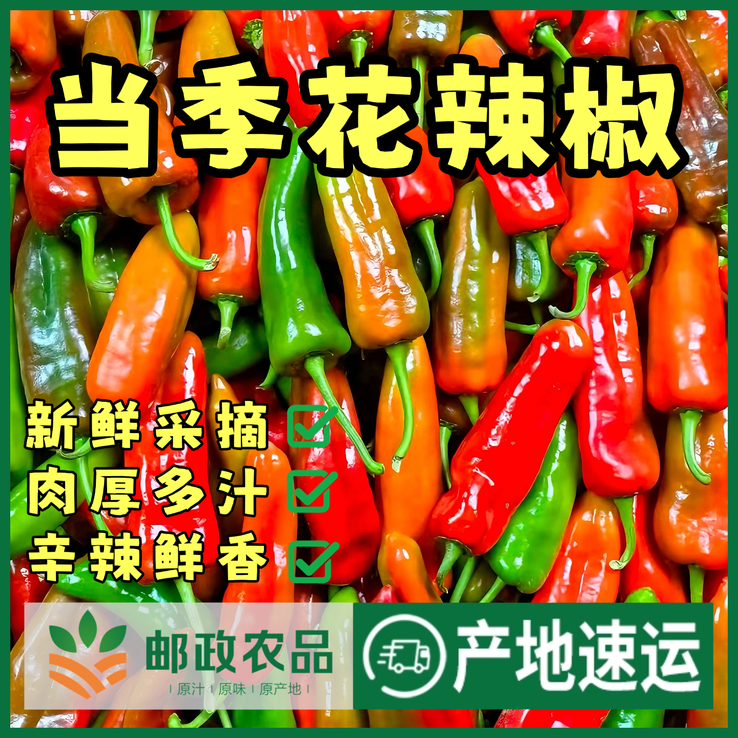 【和县花椒】农家种植彩虹椒新鲜现摘微辣花辣椒肉厚汁多饱满好吃