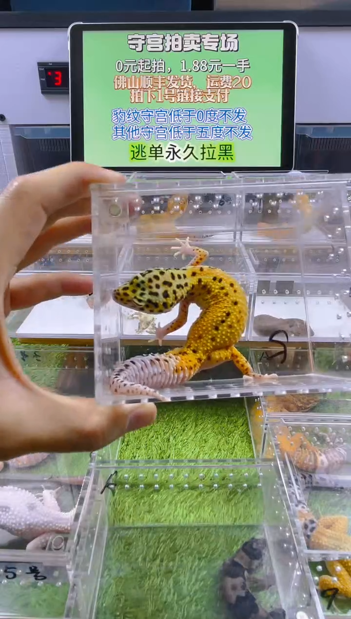 豹纹守宫守宫可爱温顺迷人好看