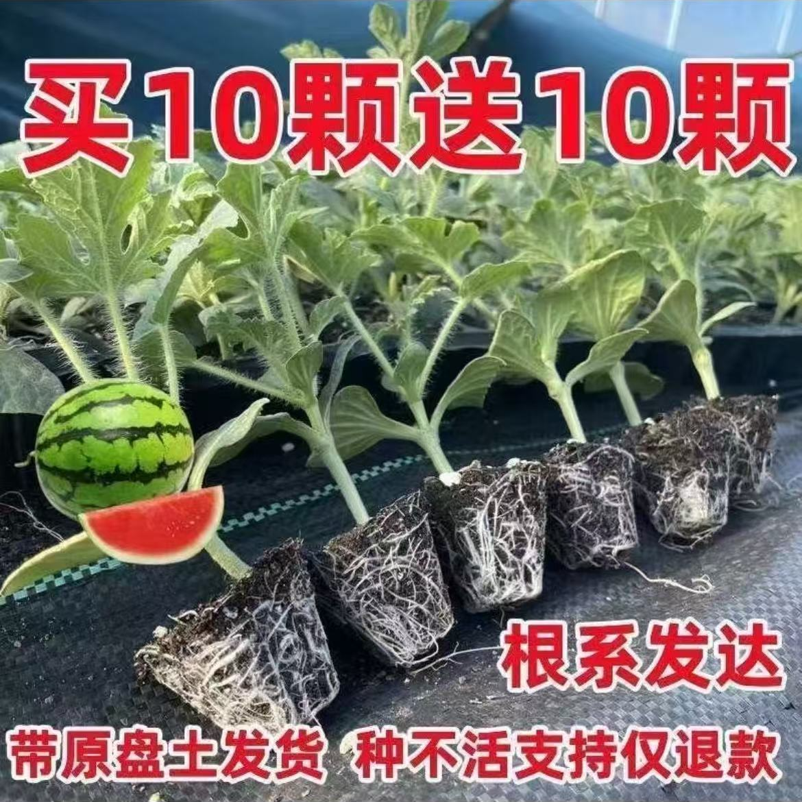 嫁接8424美都京欣麒麟西瓜苗家庭盆栽地栽精品穴盘苗带土发货
