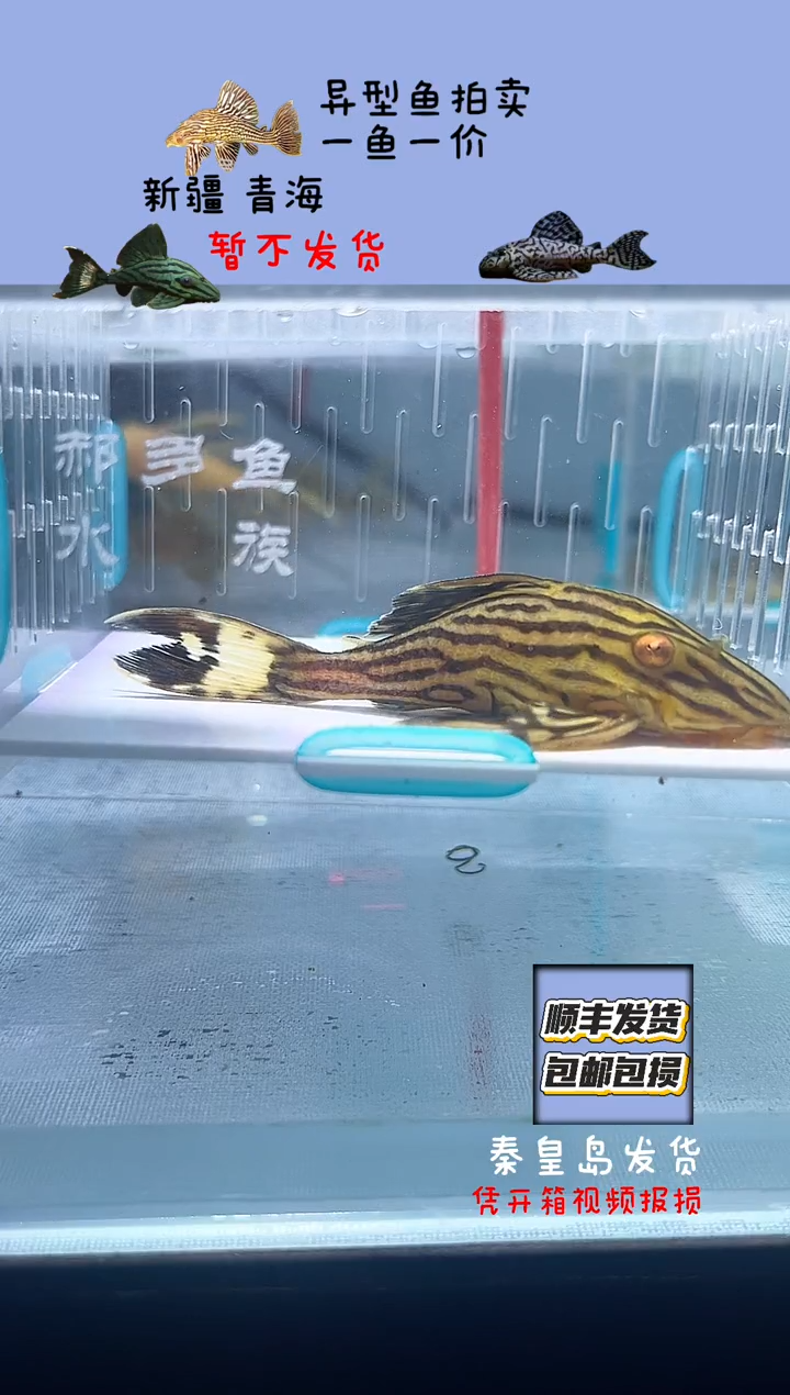 清道夫鱼8不包入缸损8