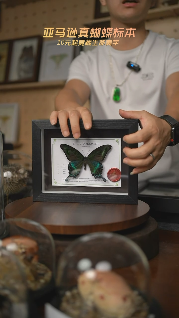 绿带翠凤蝶夏型8寸黑框国风版